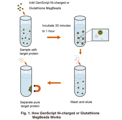 Ni-charged or Glutathione MagBeads Workflow