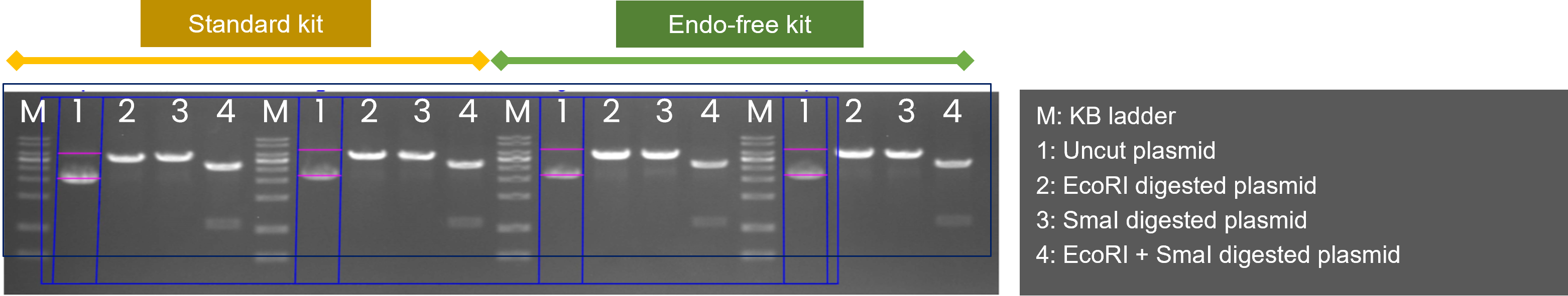 cell separation workflow