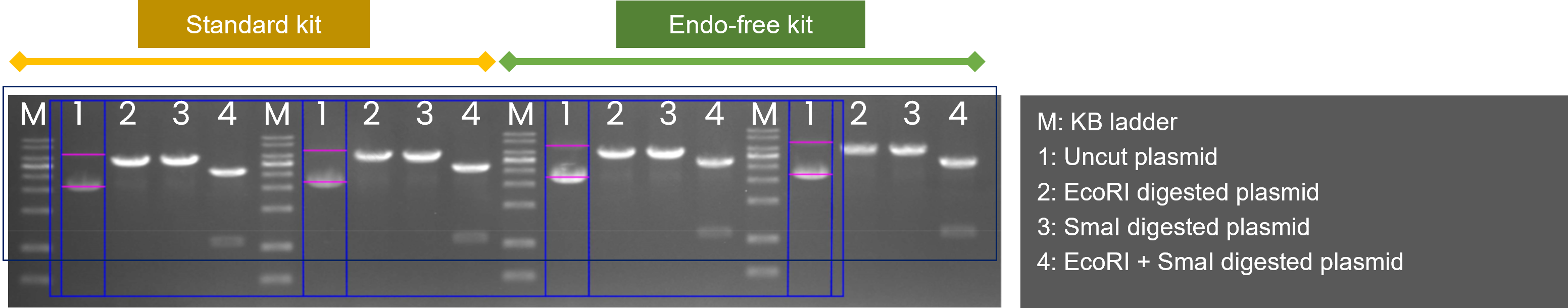 Automated Plasmid Purification cell separation workflow