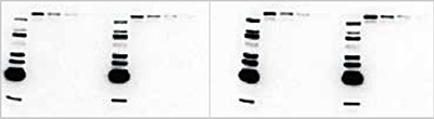 EGFR Results Comparison