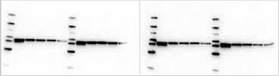 β-actin (42KD) Results Comparison