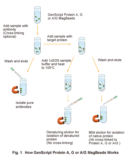 Protein A, G or A/G MagBeads Workflow