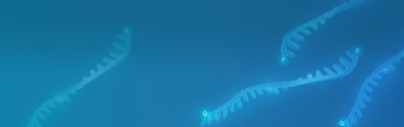 qPCR Probes and Oligo Primers