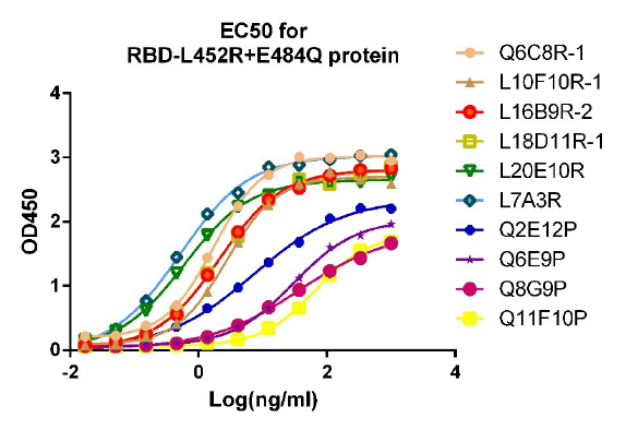 EC50 for RBD-L452R+E484Q protein
