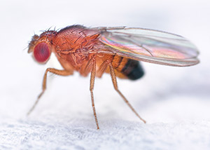 insects