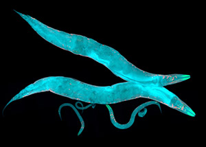 worms