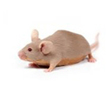 mice