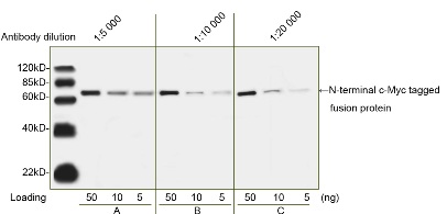cMyc tag antibody cMyc tag antibody