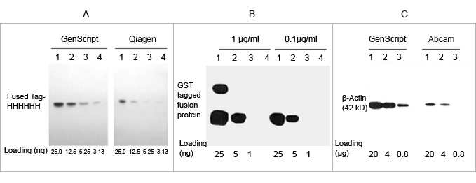 THE Elite Antibody