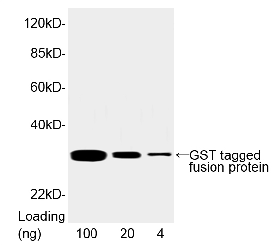 THE Elite Antibody