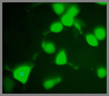cMyc tag antibody cMyc tag antibody