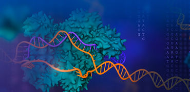 Immuno Oncology Research | GenScript
