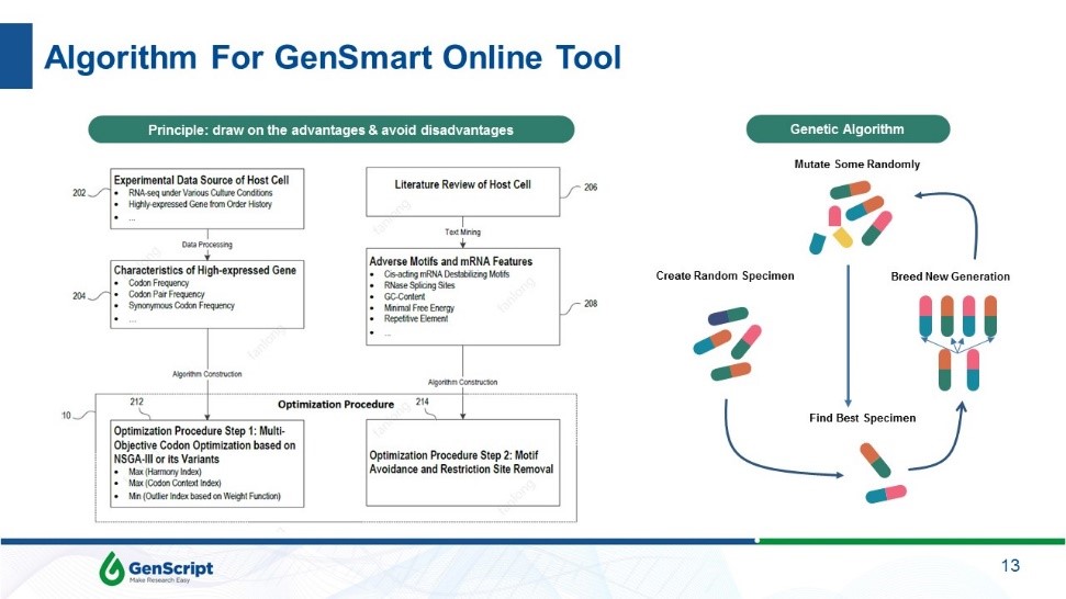 algorithm for GenSmart Codon Optimization Tool