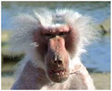 primate picture
