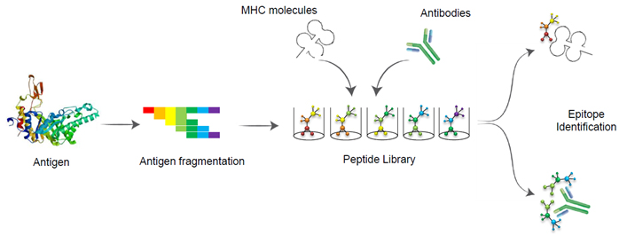 General strategy for antibody epitope mapping and identification General strategy for antibody epitope mapping and identification