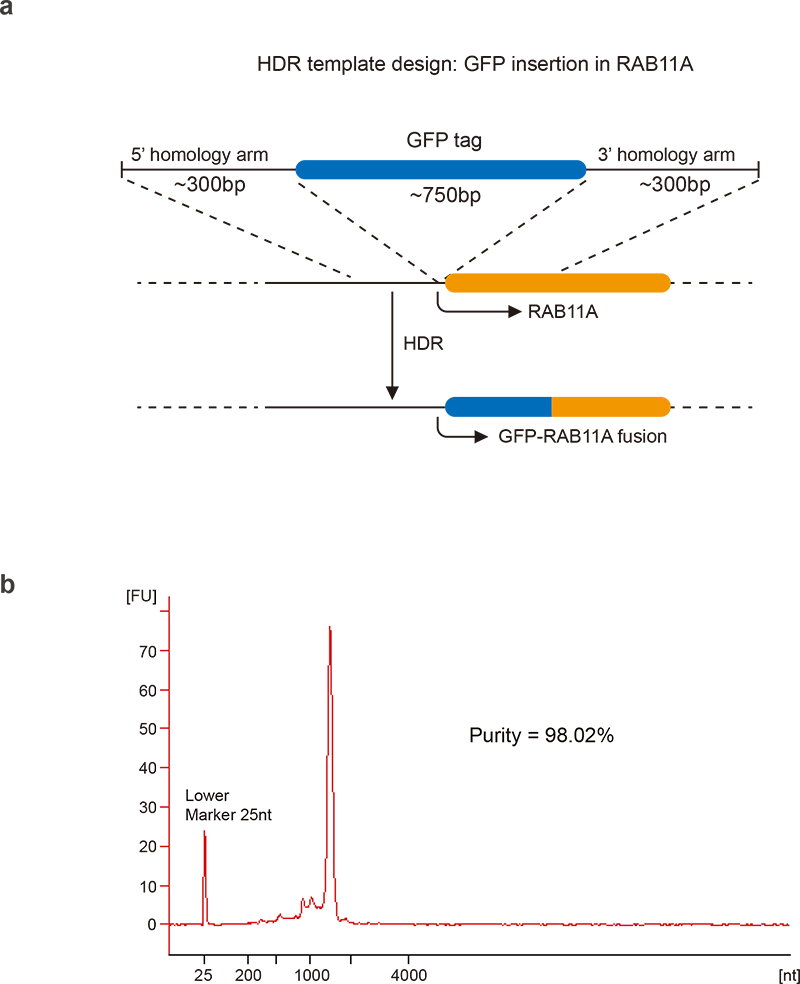 CRISPR homology directed repair (HDR) template design CRISPR homology directed repair (HDR) template design