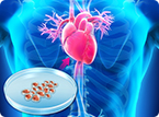 Epithelial Derived Stem Cell Therapy for Cardiac Infarction