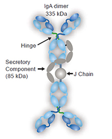IgA Antibody Schematic