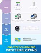 One-stop Solution for Western Blotting