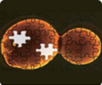 yeast engineering, metabolic engineering, synthetic yeast genome