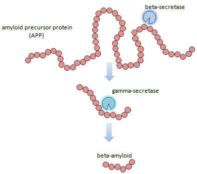 beta amyloid protein