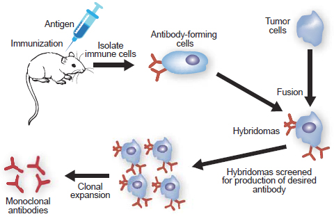 Hybridoma technology