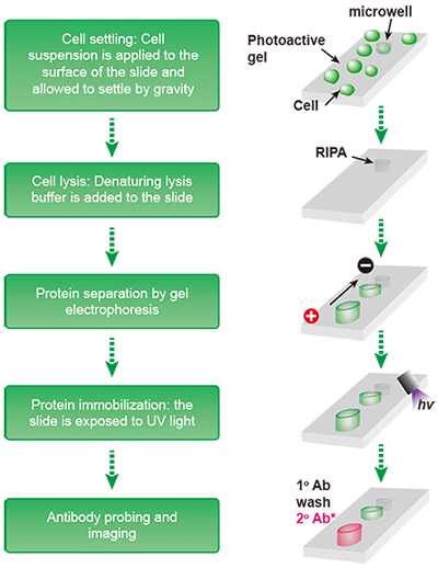 scWestern Protocol