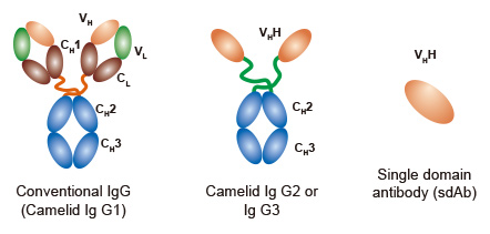 Nanobodies Schematic