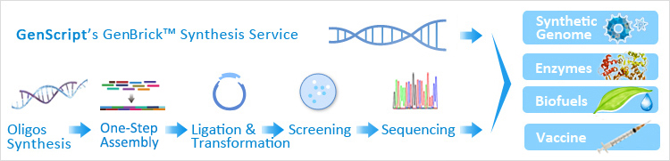 GenScript's GenBrick™ synthesis service workflow