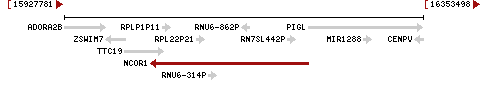 Chromosome 17 - NC_000017.11