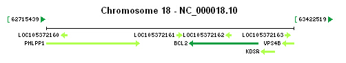 BCL2 gene Genomic context