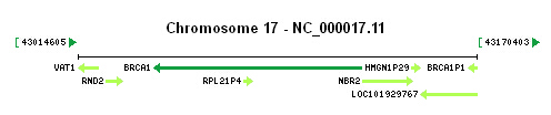 BRCA1 gene Genomic context
