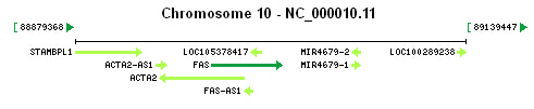 FAS gene Genomic context