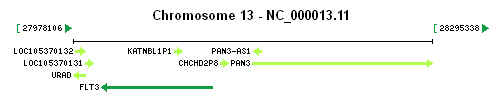 FLT3 gene Genomic context