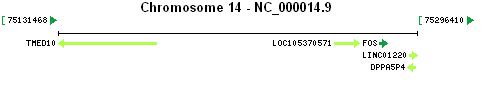 FOS gene Genomic context