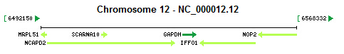 GAPDH gene Genomic context