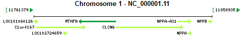 MTHFR gene Genomic context