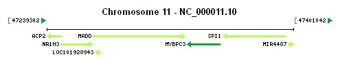 MYBPC3 gene Genomic context