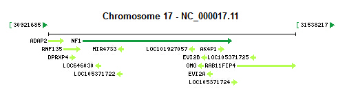 NF1 gene Genomic context