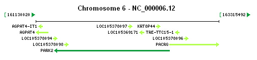 PARK2 gene Genomic context