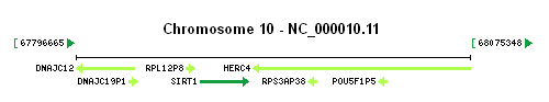 SIRT1 gene Genomic context