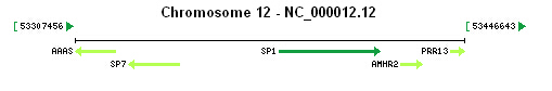 SP1 gene Genomic context