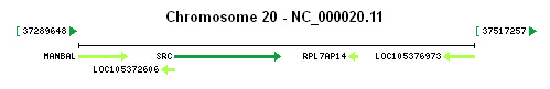 SRC gene Genomic context