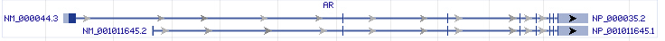 AR gene Genomic sequence