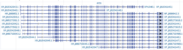 ATM gene Genomic sequence