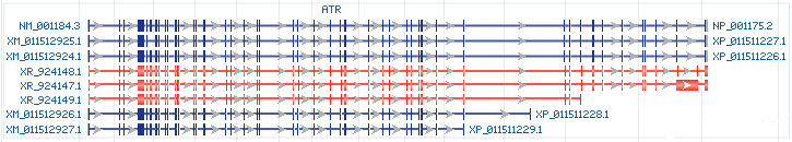 ATR gene Genomic sequence