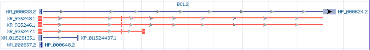 BCL2 gene Genomic sequence