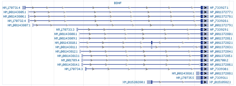 BDNF gene Genomic sequence