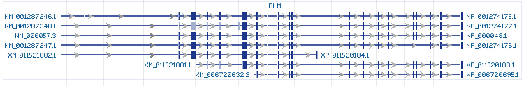 BLM gene Genomic sequence