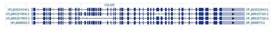 COL1A1 gene Genomic sequence